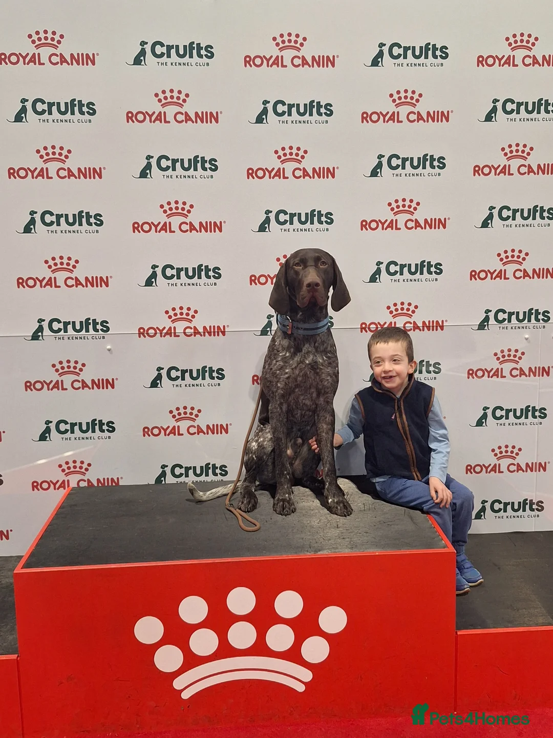 German Shorthaired Pointer dogs for stud: KC Registered German Short-haired Pointer for stud - Advert 1