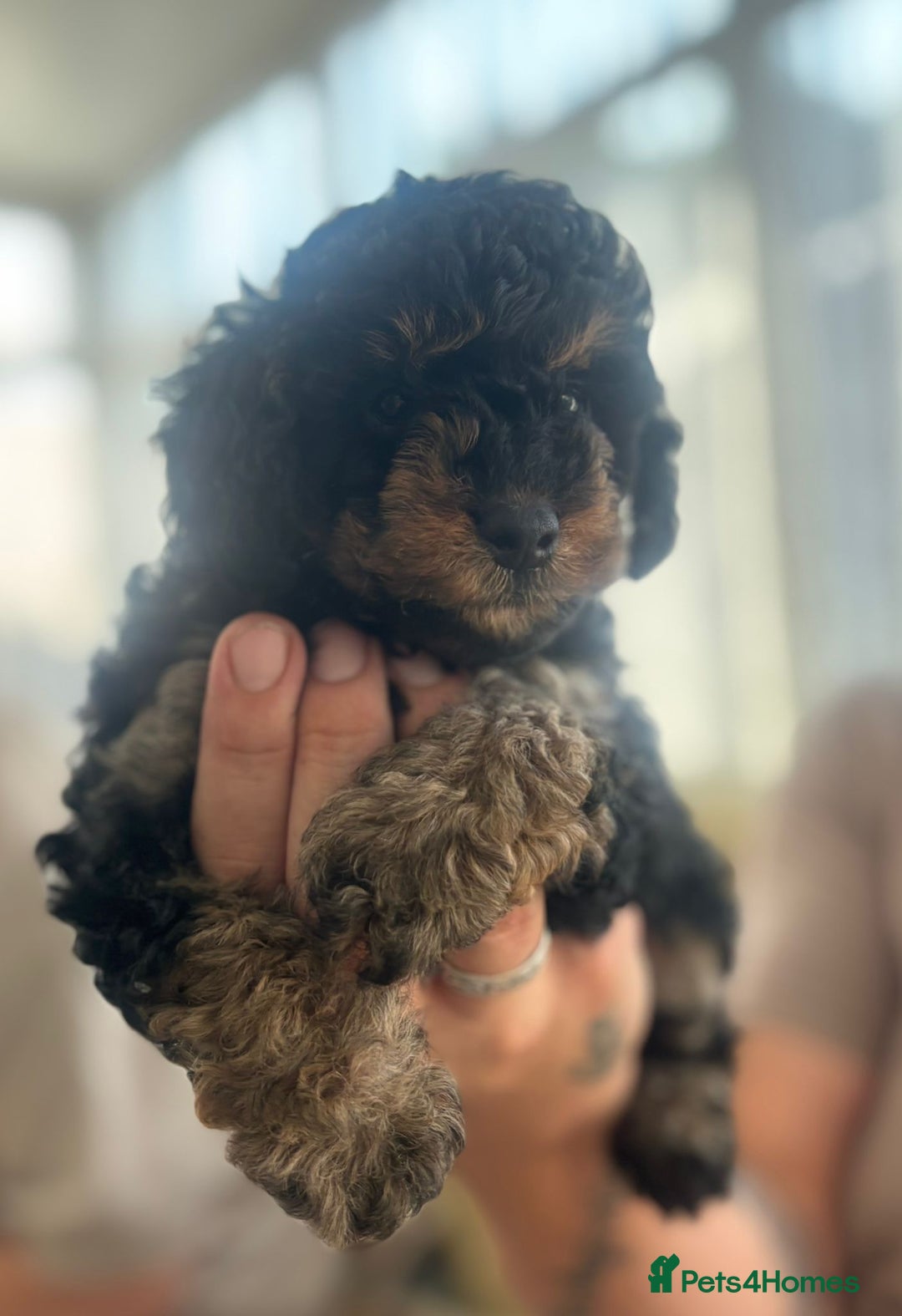 Toy Poodle dogs for sale: Black and Tan toy poodles  - Image 2
