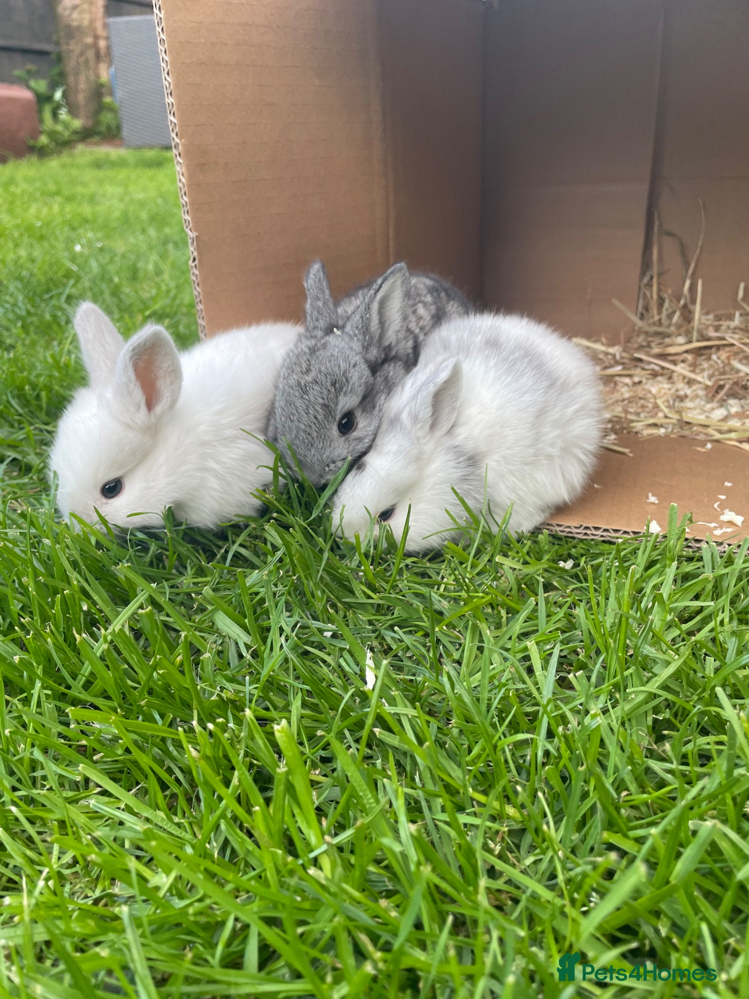 Mini Lop rabbits for sale: Mini lop Baby bunnies  - Advert 1