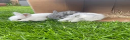 Mini Lop rabbits for sale: Mini lop Baby bunnies  - Advert 1