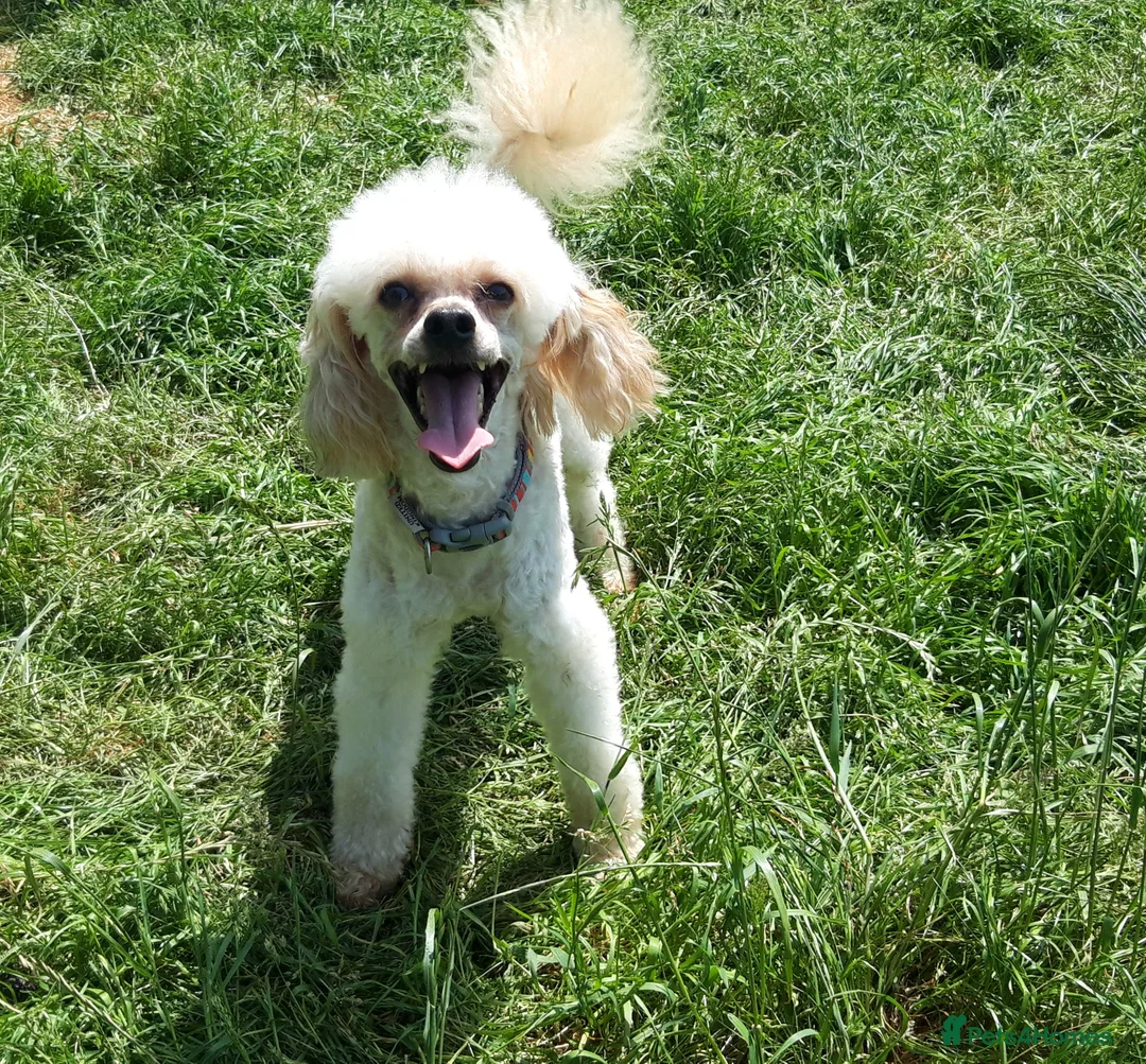 Toy Poodle dogs for stud: Biscuit, proven toy poodle available for stud in Saint Austell - Advert 1