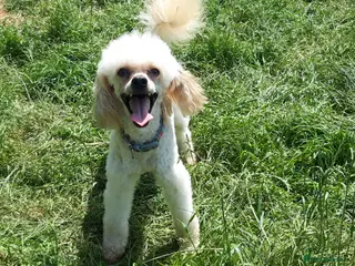 Toy Poodle dogs Biscuit, proven toy poodle available for stud in Saint Austell - Advert 17