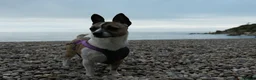 Jack Chi dogs for sale: Huckleberry and Mia looking for a new home x  - Advert 4