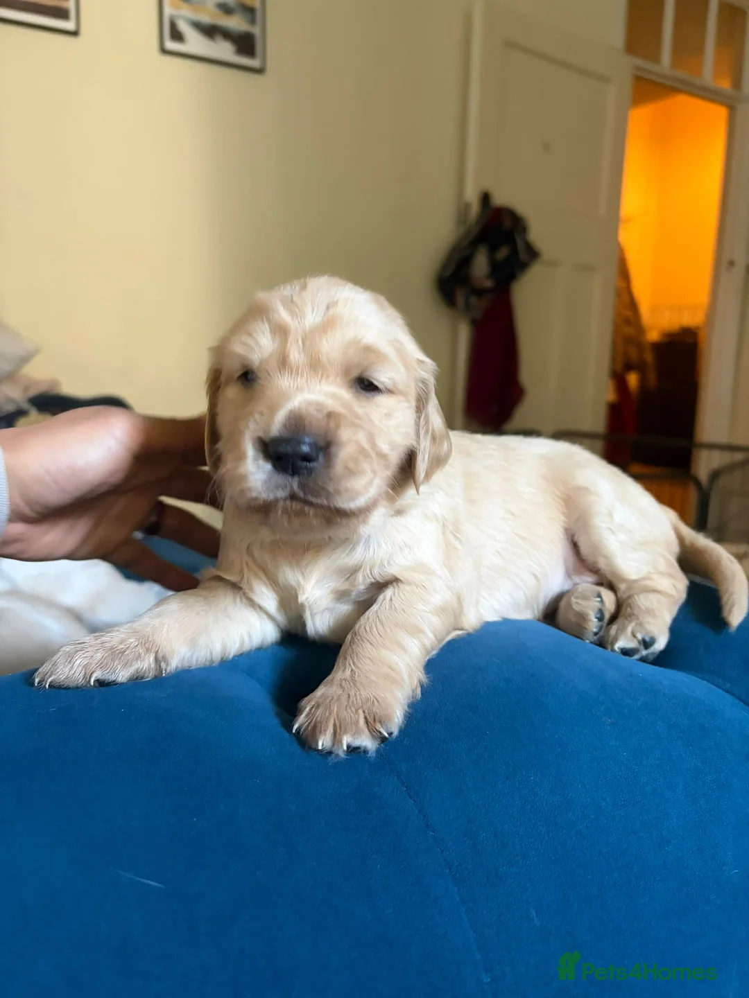Flat coated Retriever dogs for sale: Flat coat retriever puppies for sale - Advert 2
