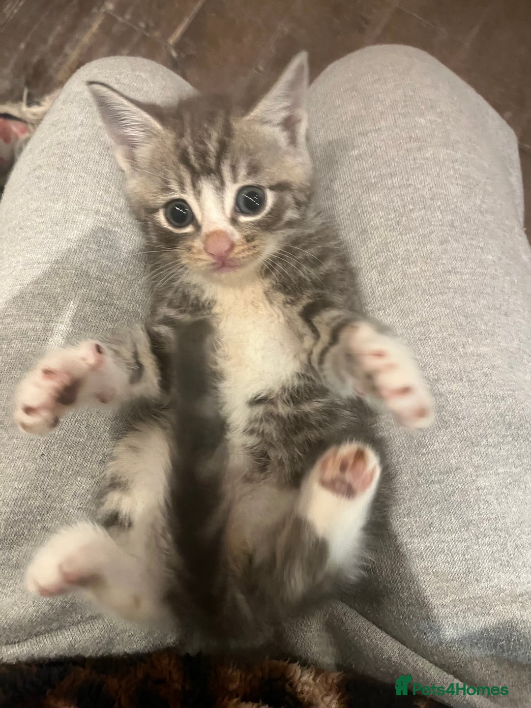 Mixed Breed cats for sale: Lovely kittens  - Advert 8