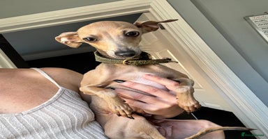 Italian Greyhound dogs - Advert 4