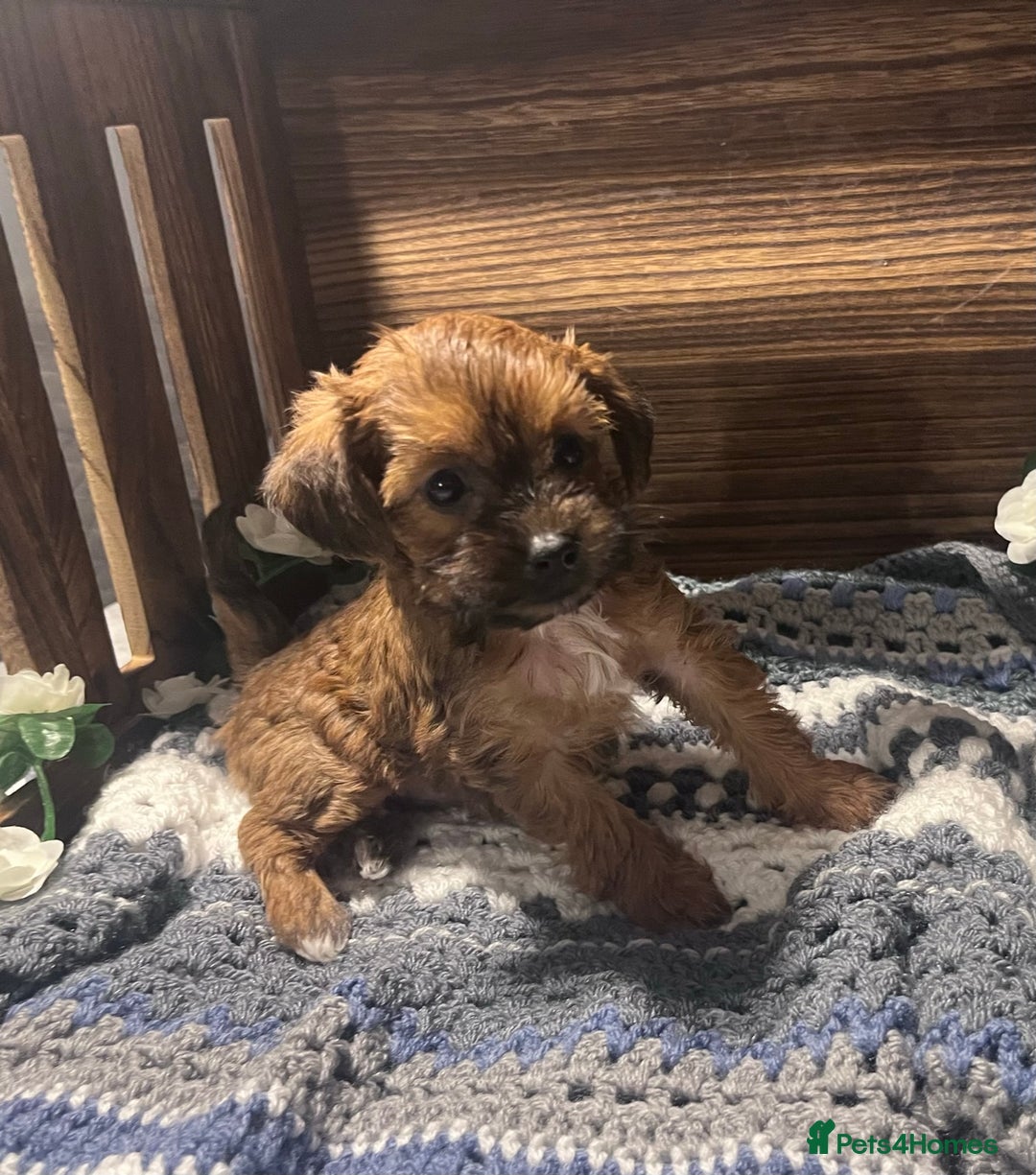 Yorkiepoo dogs for sale: Tiny Yorkipoos beautiful fluff balls puppies - Image 9
