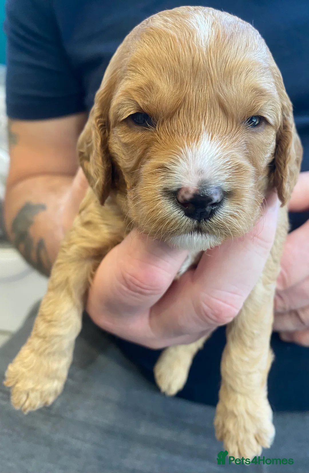 Cockapoo dogs for sale: DNA Tested Apricot Cockapoo Puppies - Advert 19