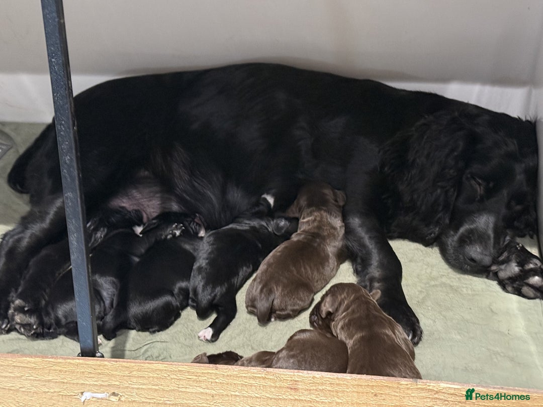 Cocker Spaniel dogs for sale: Working Cocker Spaniel puppies - Advert 7