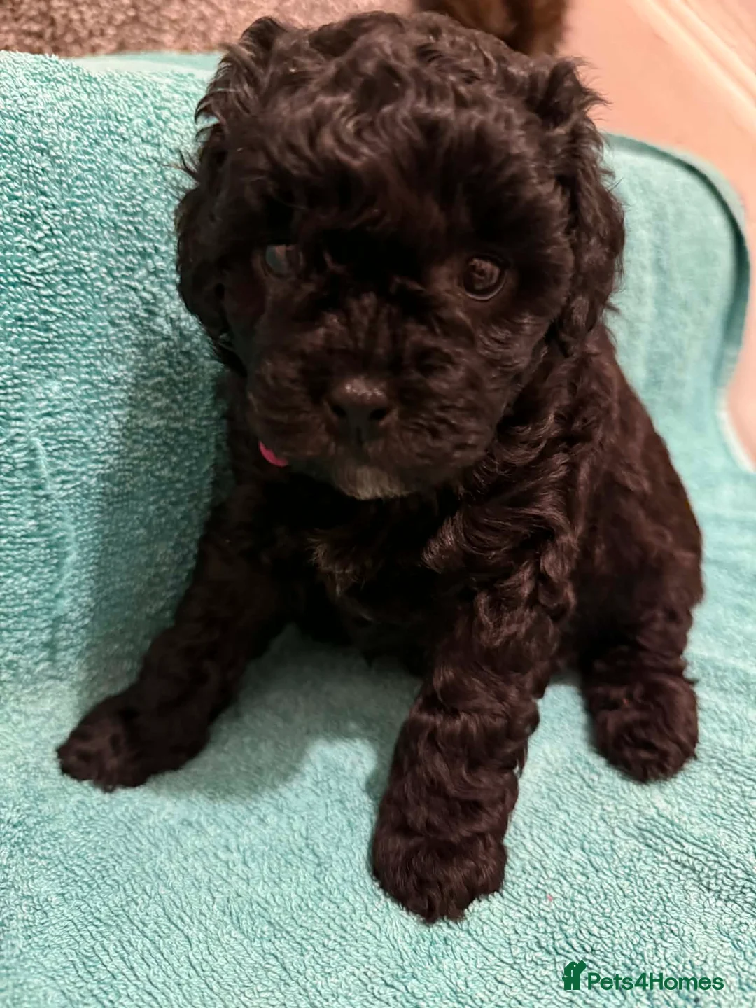 Shihpoo dogs for sale:  shihpoos puppy’s  - Advert 7