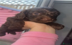 Cockapoo dogs for sale: 5 beautiful cockapoos! ONLY 2 LEFT  - Image 8