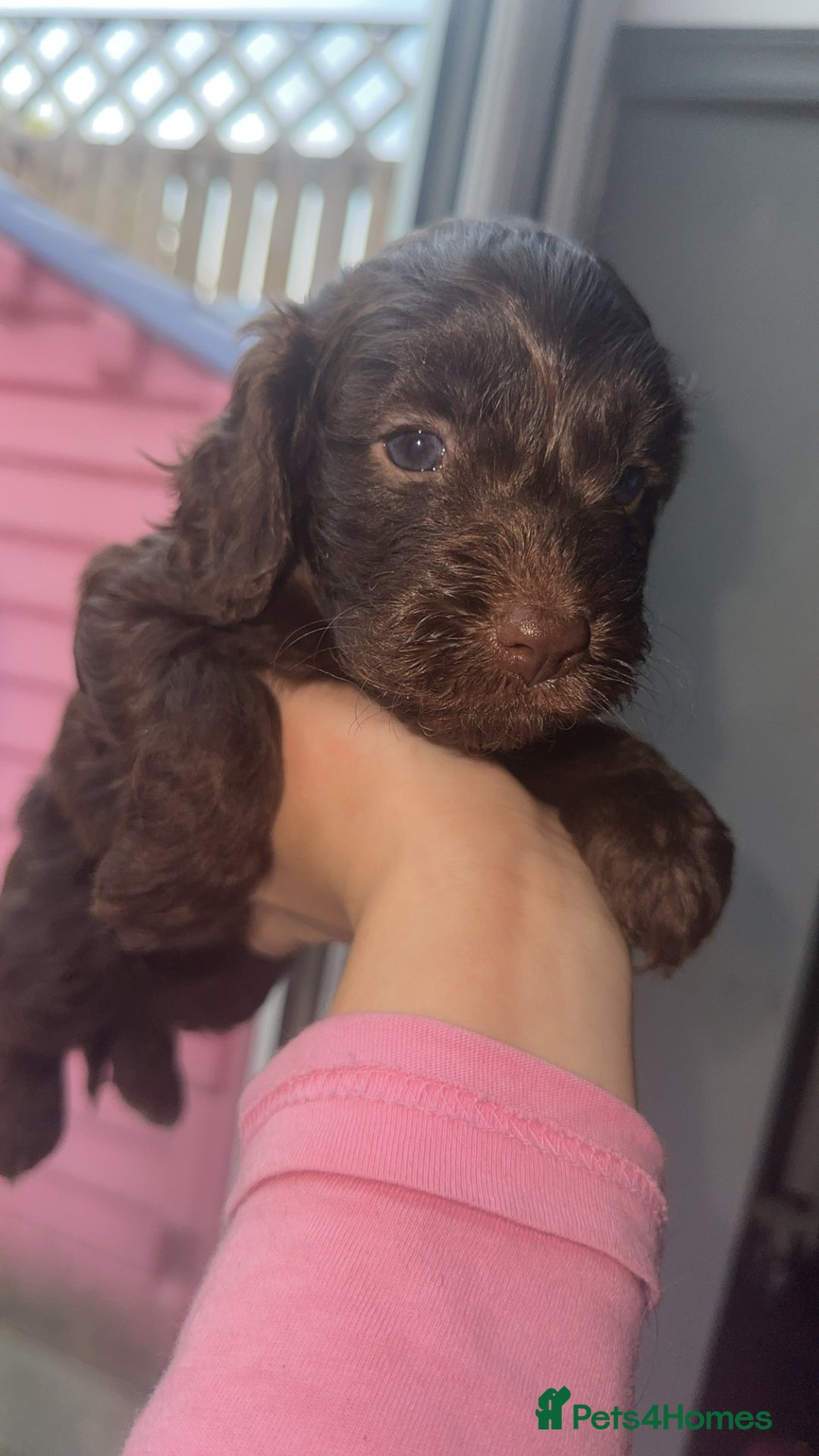 Cockapoo dogs for sale: 5 beautiful cockapoos! ONLY 2 LEFT  - Image 8