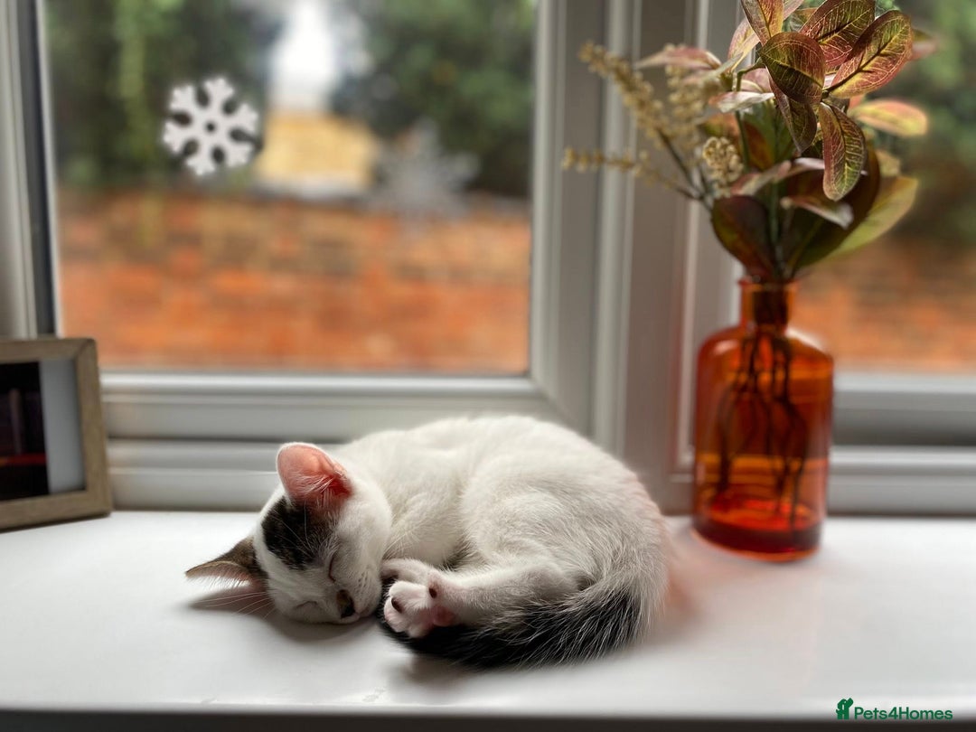 Mixed Breed cats for sale: 2 kittens  - Image 3