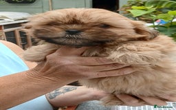 Shihpoo dogs for sale: 2 x shihpoo pups  - Image 2
