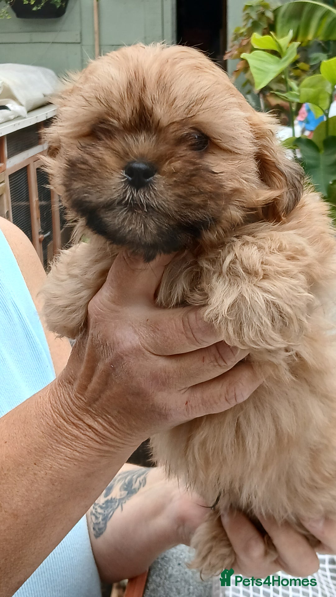 Shihpoo dogs for sale: 2 x shihpoo pups  - Image 2