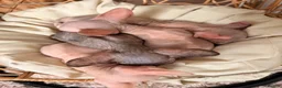 Sphynx cats for sale: Beautiful Sphynx kittens  - Advert 2