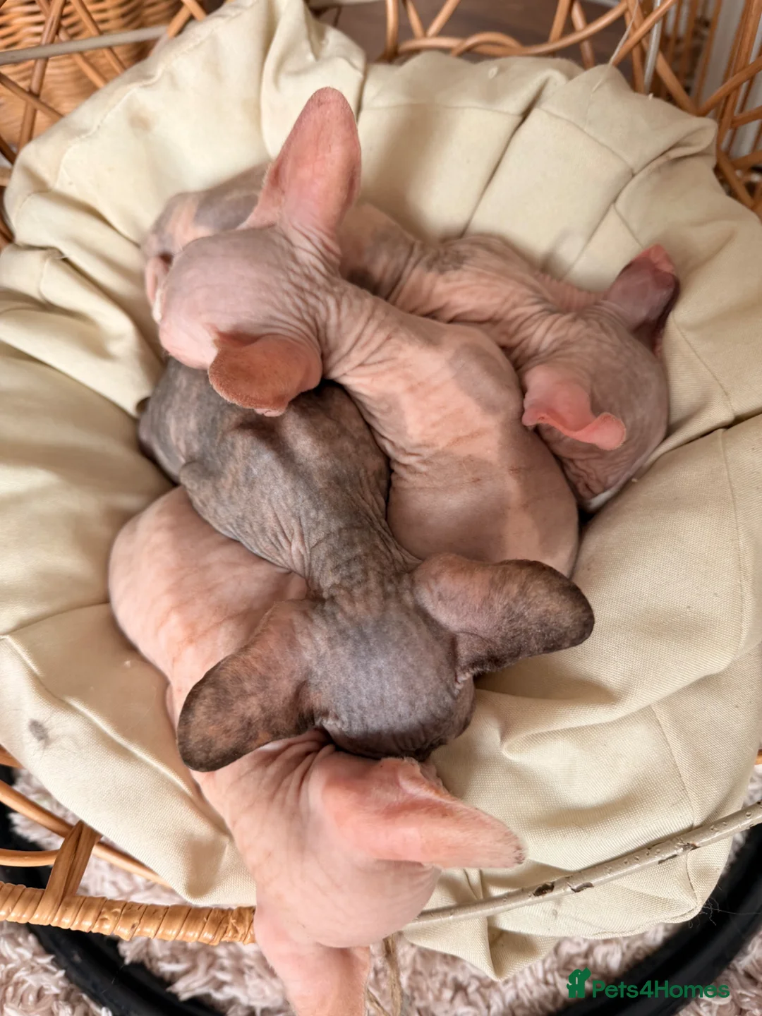 Sphynx cats for sale: Beautiful Sphynx kittens  - Advert 2