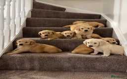 Golden Retriever dogs for sale: PEDIGREE HEALTH TESTED GOLDEN RETRIVER PUPPIES KC - Image 5