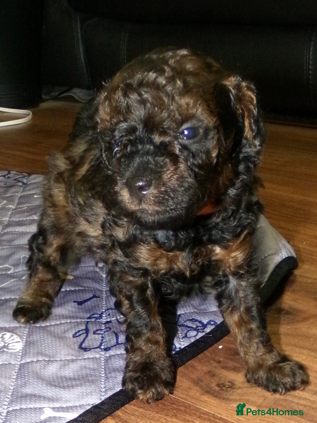 Toy Poodle dogs for sale: KC registered sable toy poodles  - Advert 18