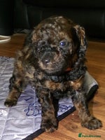 Toy Poodle dogs - Advert 8