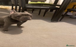 French Bulldog dogs for sale: Milo.C - Image 2