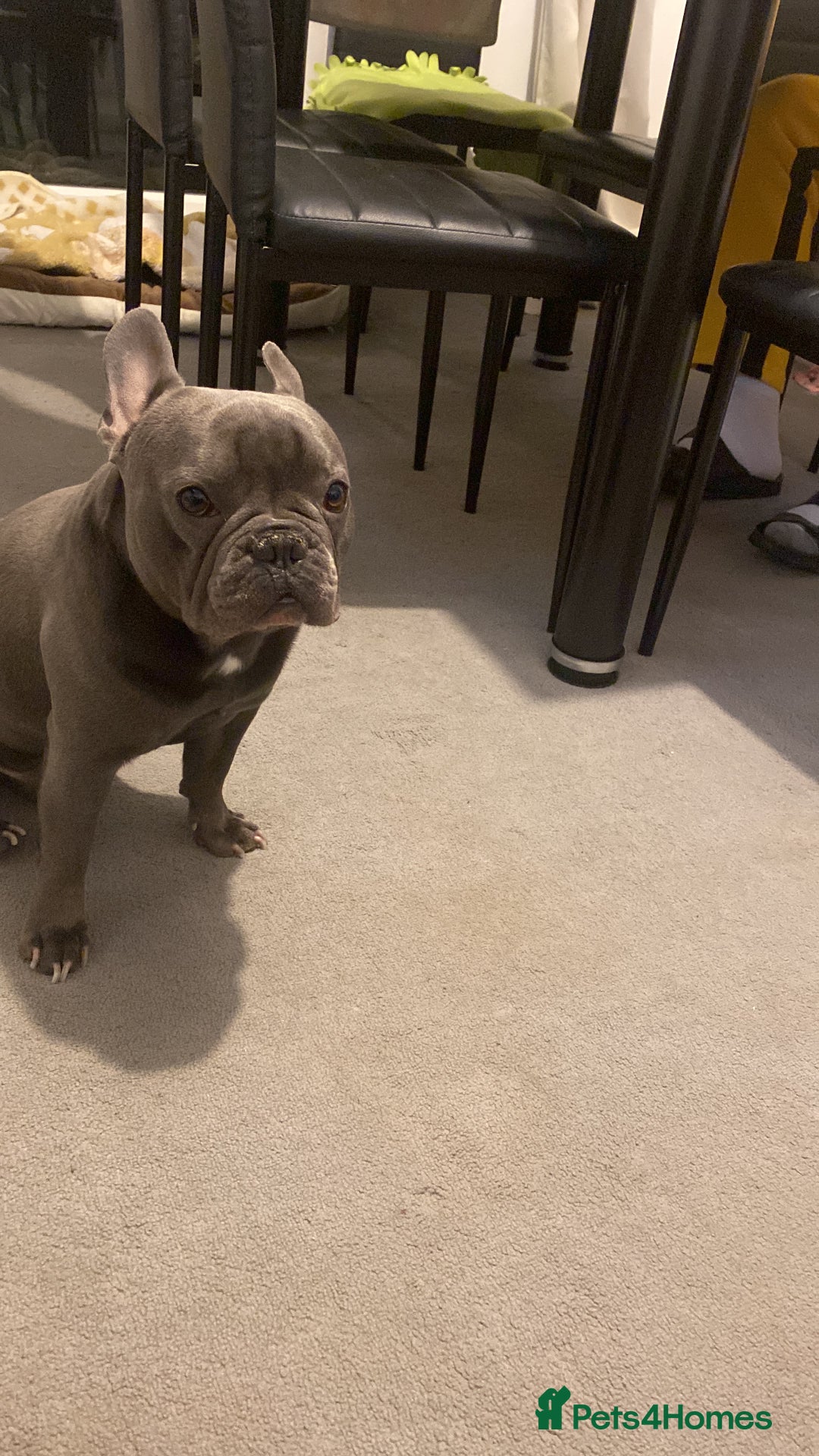 French Bulldog dogs for sale: Milo.C - Image 2