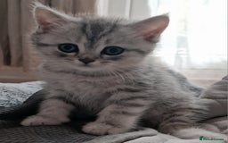 British Shorthair cats for sale: BRITISH SHORTHAIR CHAMPION BLOODLINE - Image 13