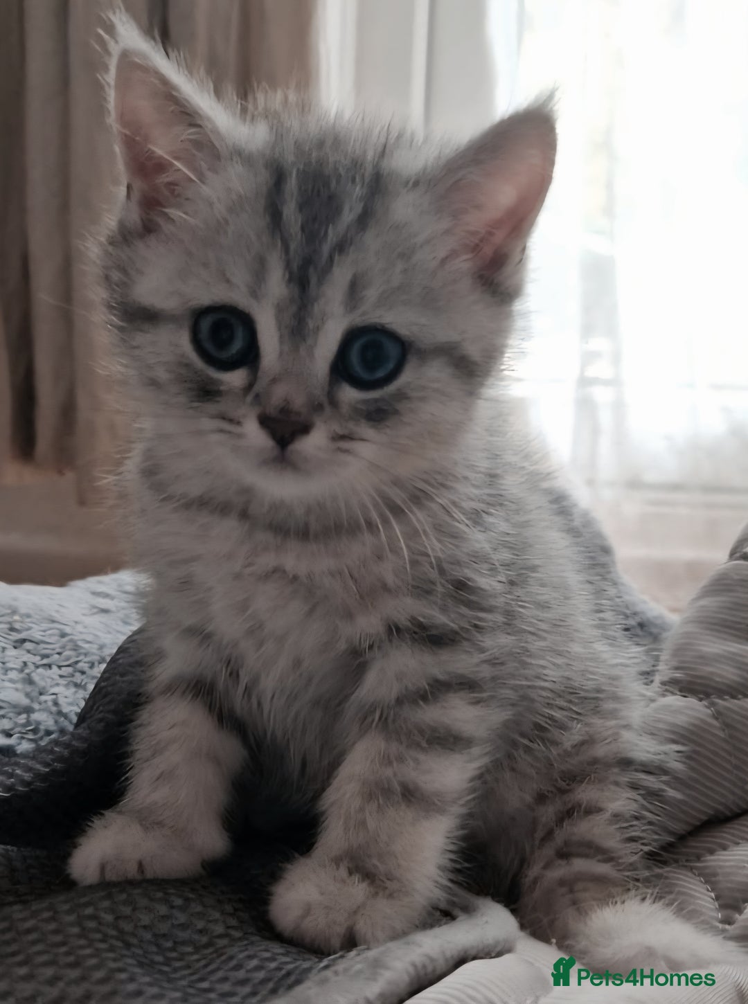 British Shorthair cats for sale: BRITISH SHORTHAIR CHAMPION BLOODLINE - Image 13