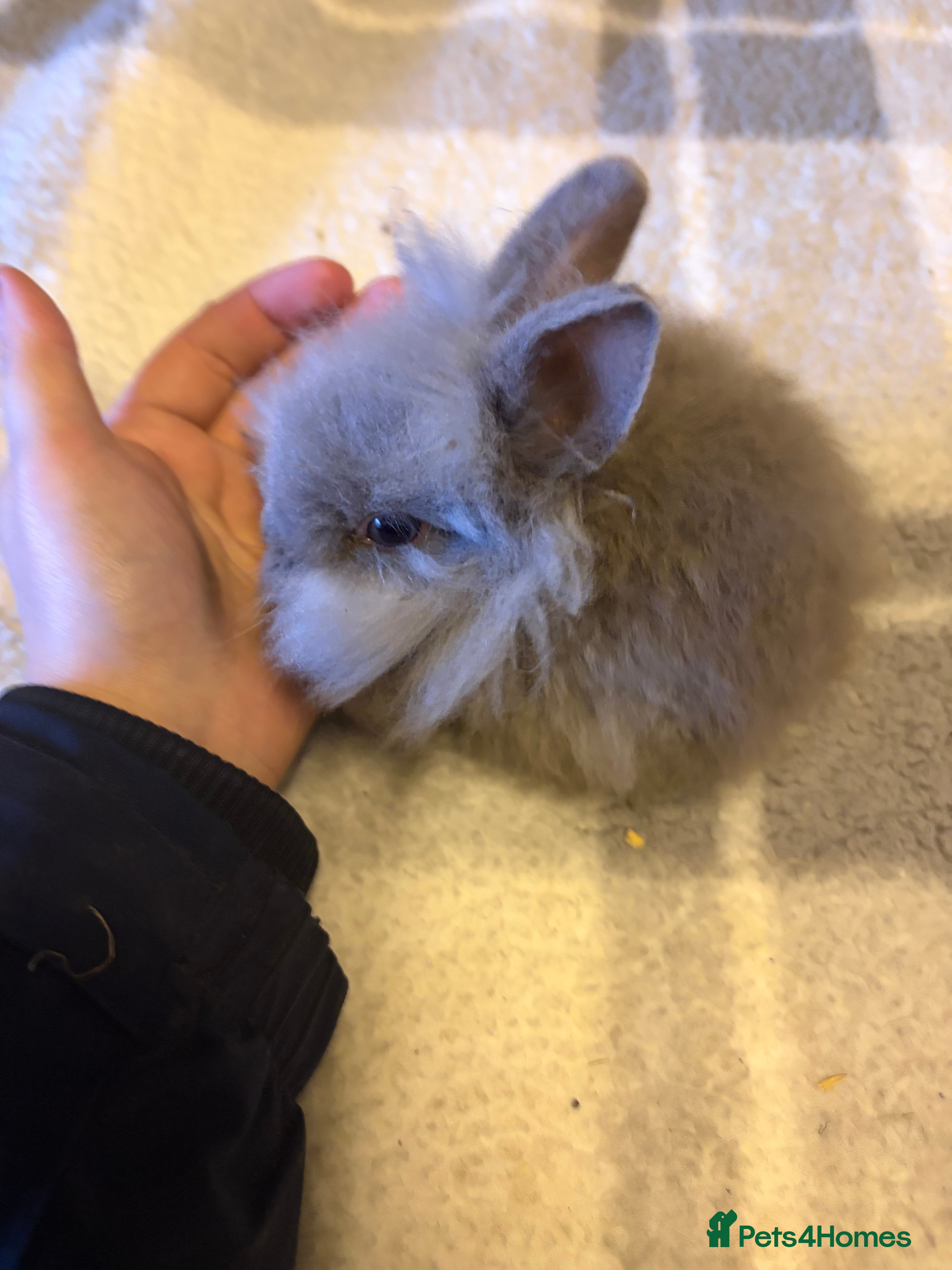 Lionhead rabbits Double mane lionhead bunny  - Advert 6