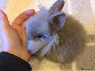 Lionhead rabbits Double mane lionhead bunny - Advert 6
