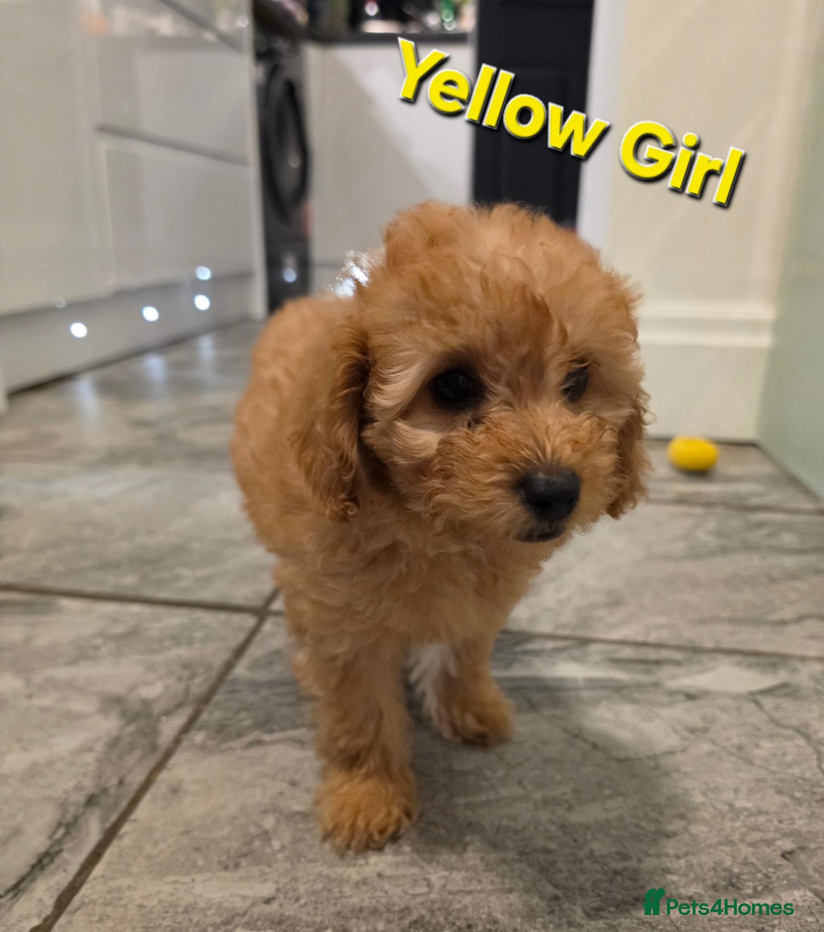 Maltipoo dogs for sale: 🐶1 left adorable maltipoo pups🐶ready to leave🐶 - Advert 20