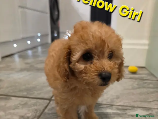 Maltipoo dogs for sale: 🐶1 left adorable maltipoo pups🐶ready to leave🐶 - Advert 20