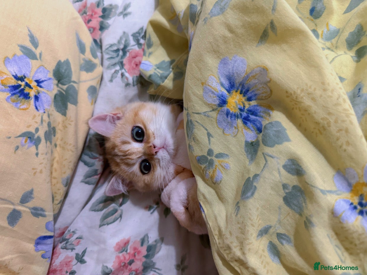 British Shorthair cats BSH + Persian Kittens-Only 1 Left!! - Advert 1