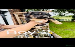 Mixed Breed dogs for sale: 3 fluffy Shollie German Shepard x Boarder Collie - Image 3