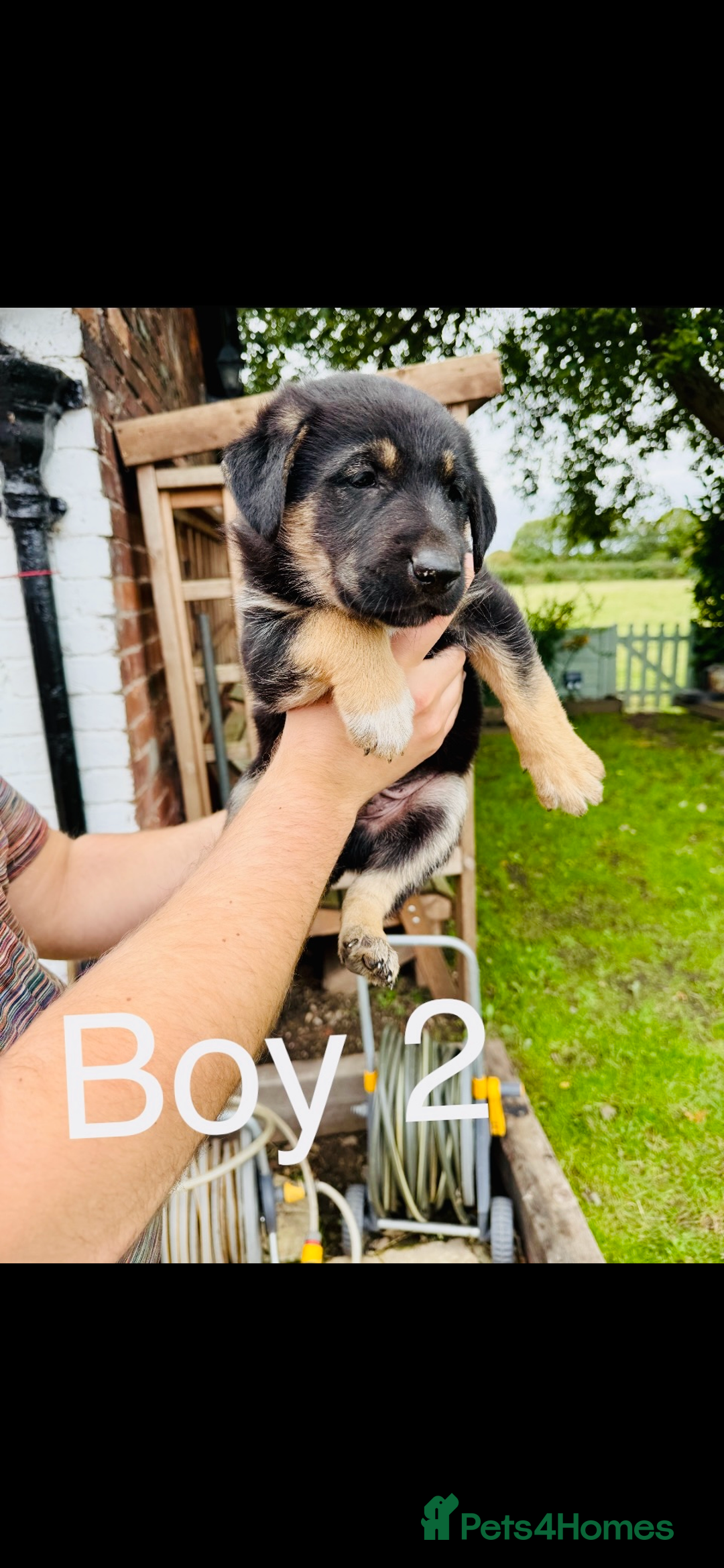 Mixed Breed dogs for sale: 3 fluffy Shollie German Shepard x Boarder Collie - Image 3
