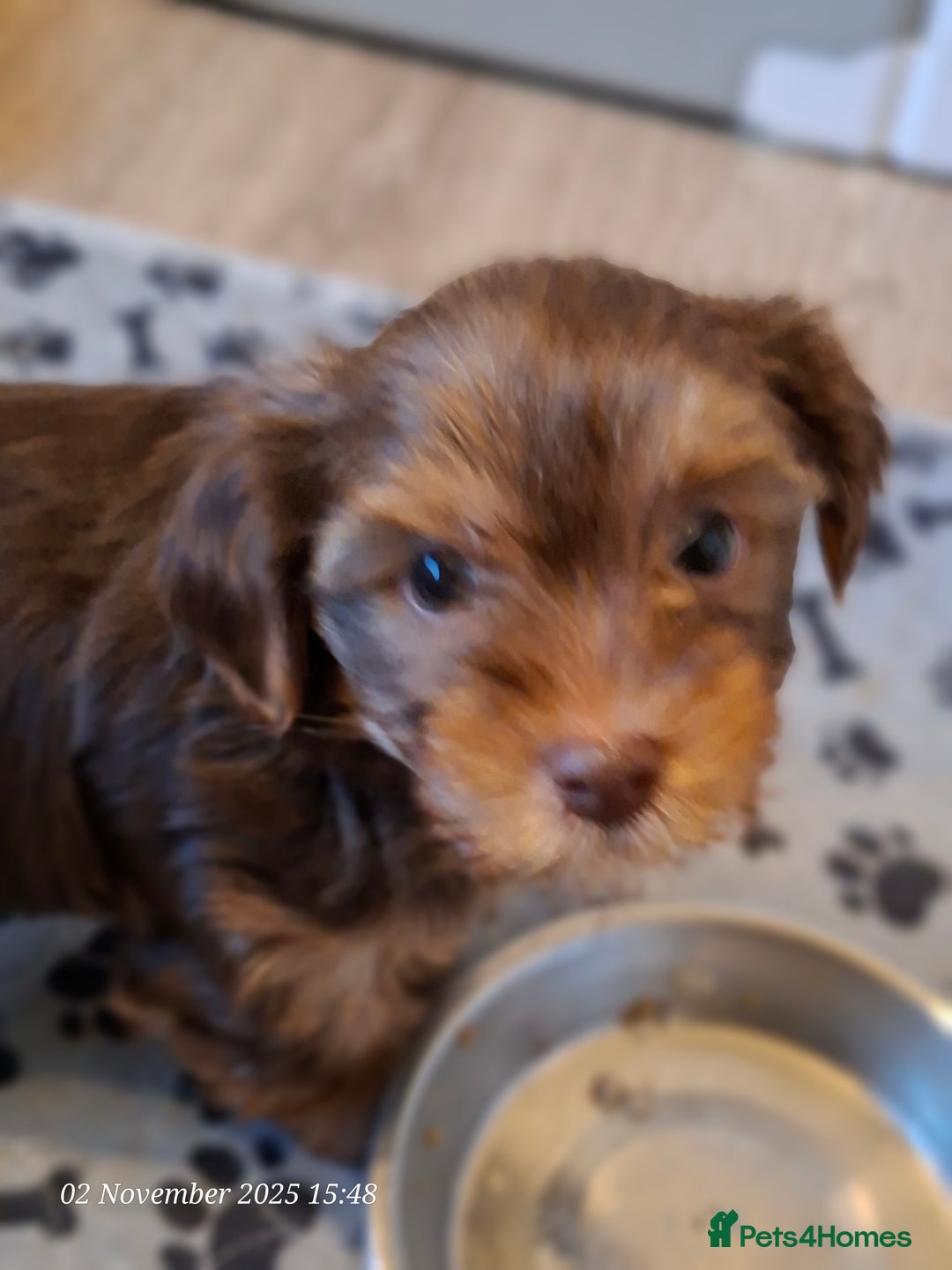 Yorkshire Terrier dogs for sale: Chocolate brown should territ - Image 7