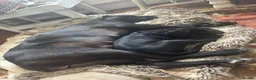 Mixed Breed dogs for sale: Cane Corso / Bullmastiff Puppies ready to  go. - Advert 3