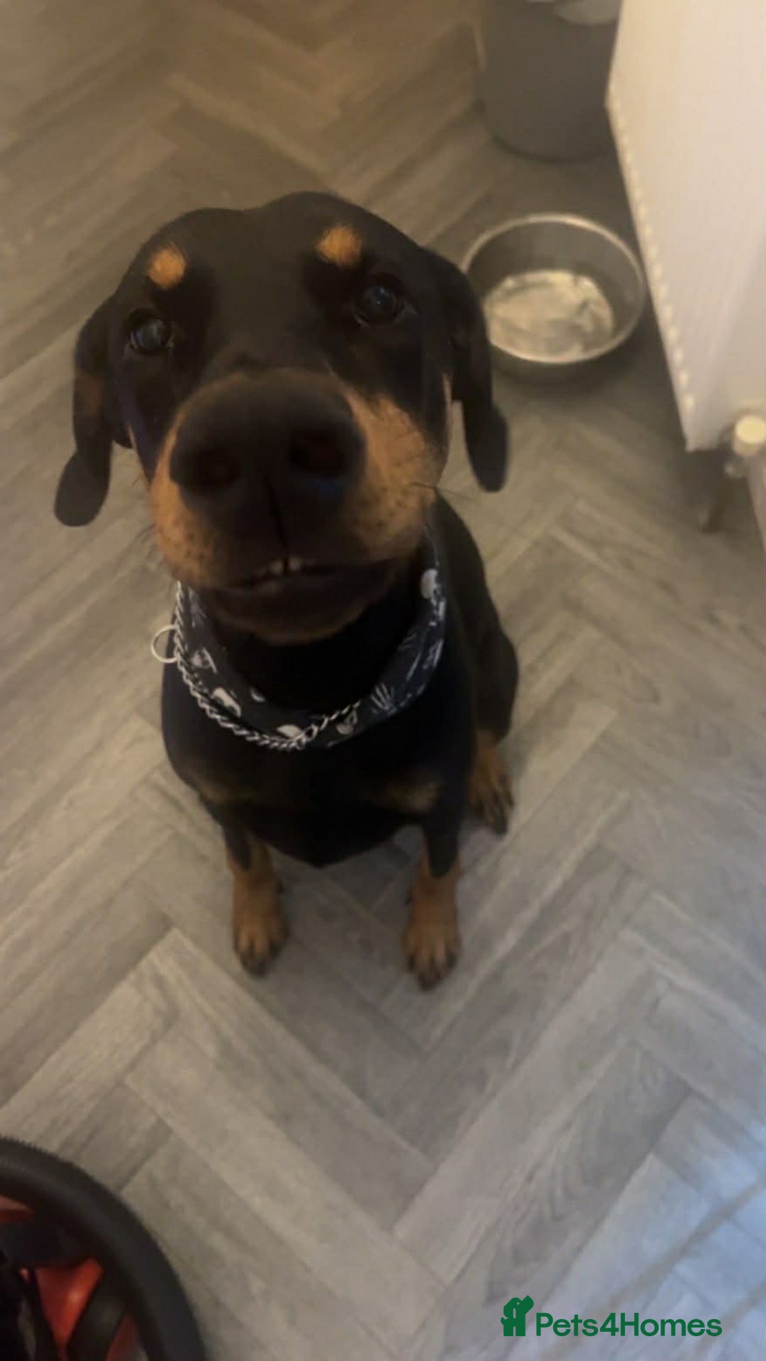 Dobermann dogs for sale: 2 year old female Doberman - Advert 6