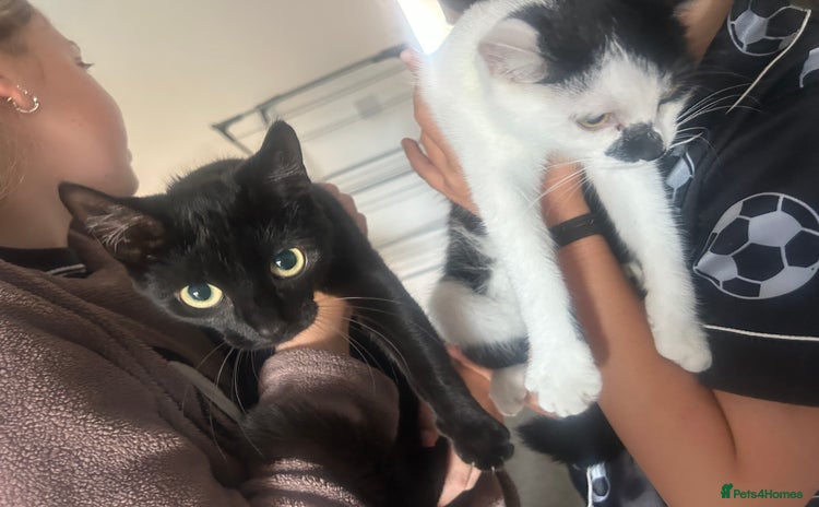 Mixed Breed cats - Advert 10