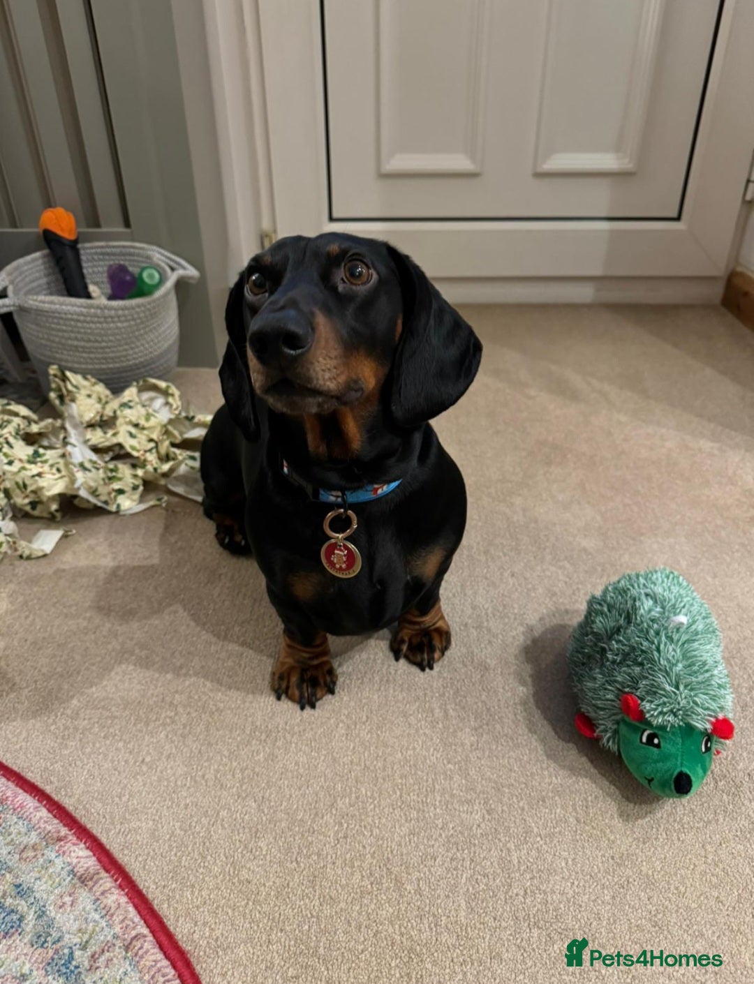 Dachshund dogs for stud: Stunning dachshund available for stud - Image 7