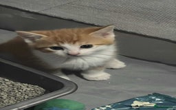 Mixed Breed cats for sale: Ginger fluffy kitten - Image 1