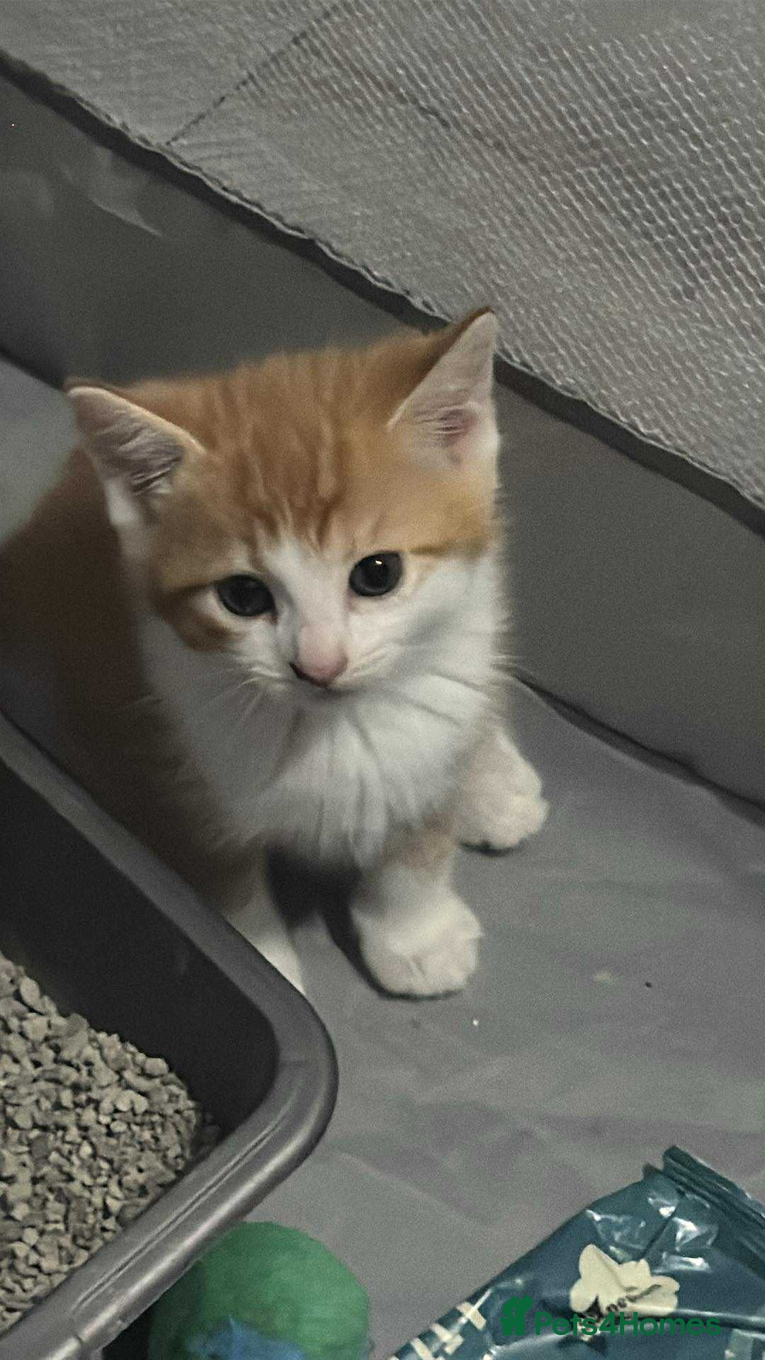 Mixed Breed cats for sale: Ginger fluffy kitten - Image 1