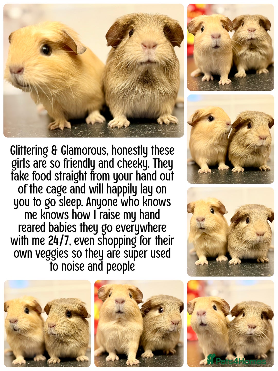 Guinea Pig rodents for sale: Baby guinea piggies  - Advert 4
