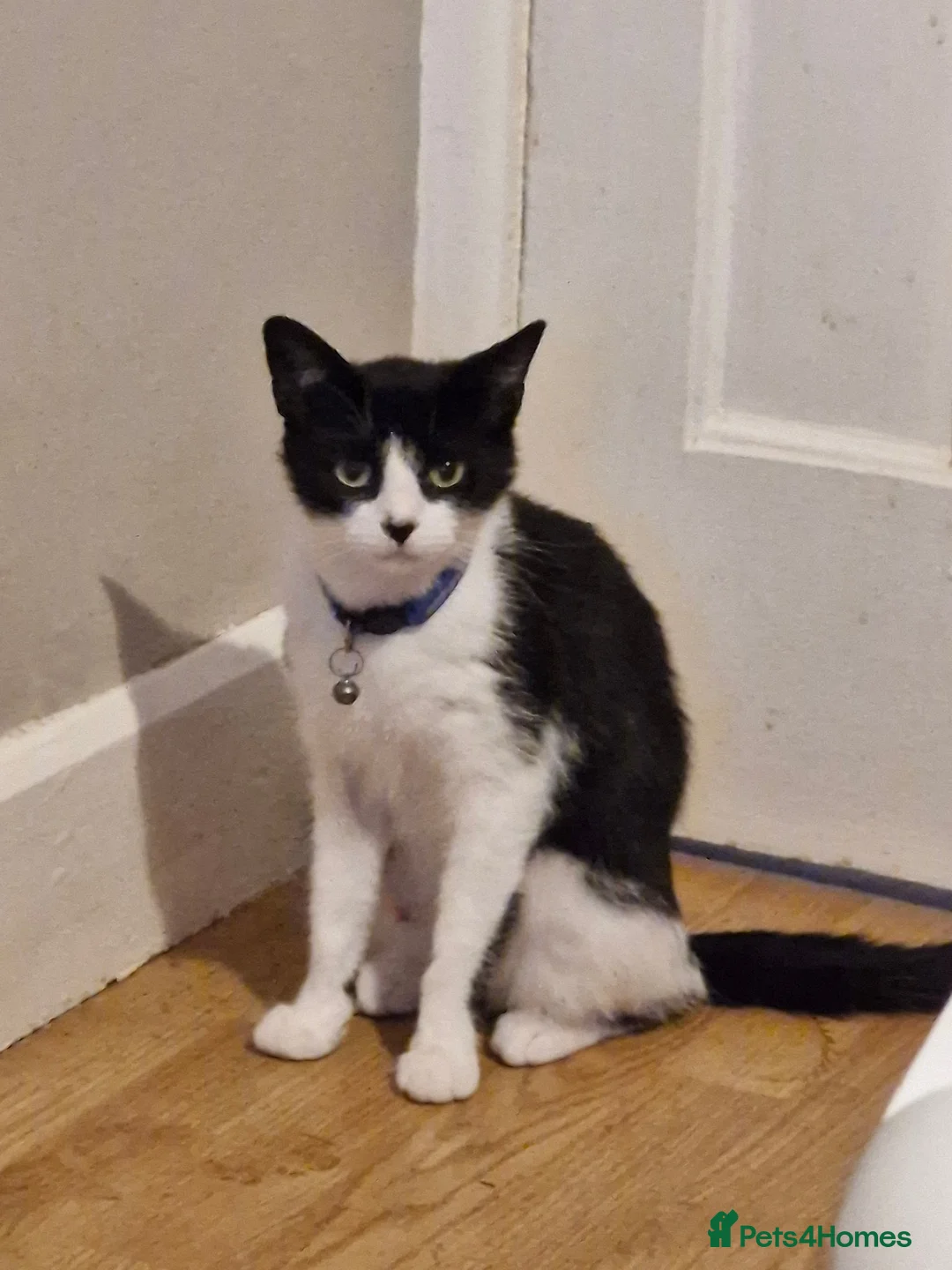 Mixed Breed cats for sale: Lovely little fluffy kittens - Advert 7