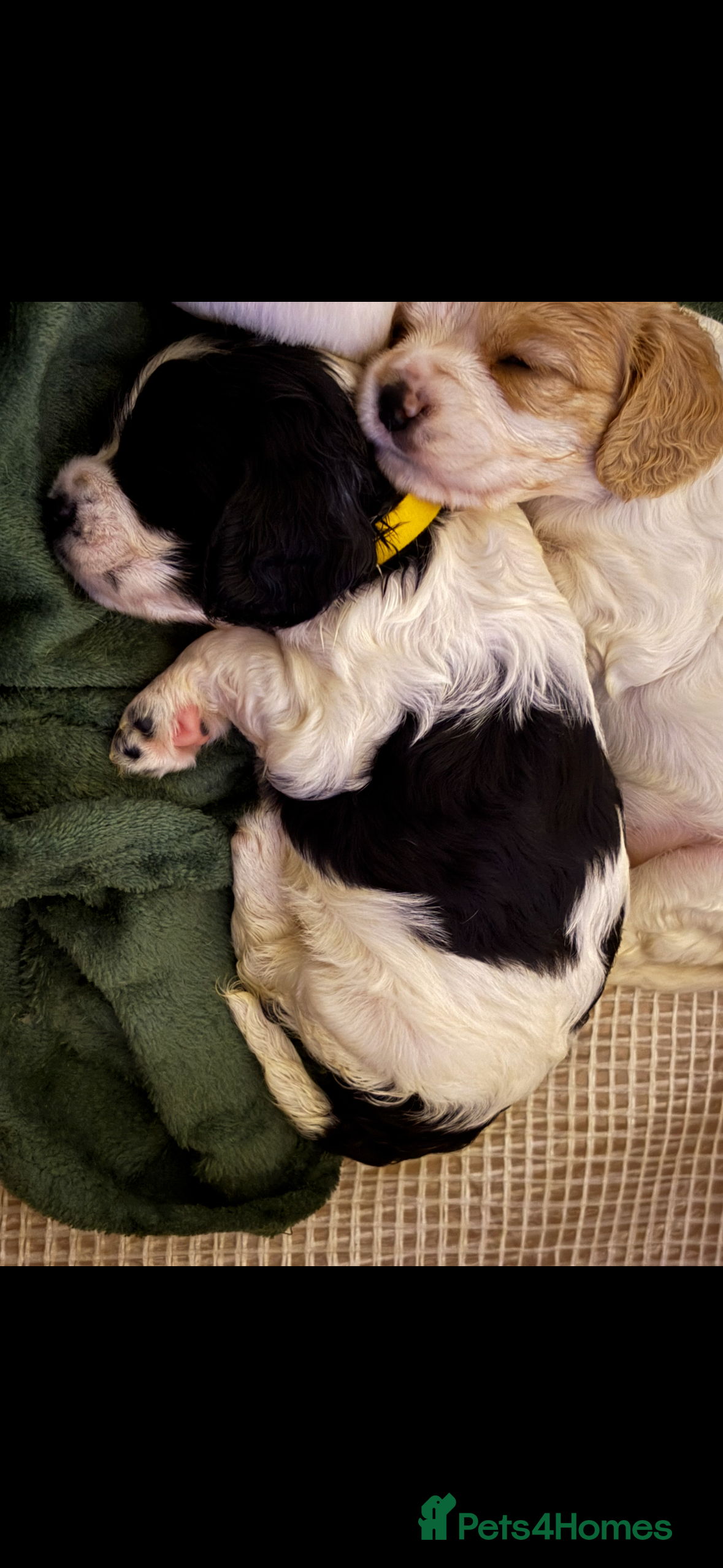 Mixed Breed dogs Cavalier King Charles Spaniel x CockerJack Puppies - Advert 9