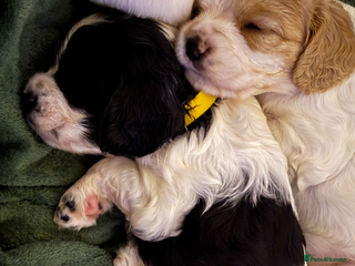 Mixed Breed dogs Cavalier King Charles Spaniel x CockerJack Puppies - Advert 9