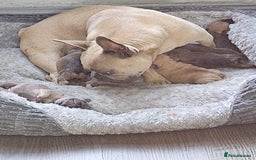 French Bulldog dogs for sale: Gorgeous french bulldogs - Image 8