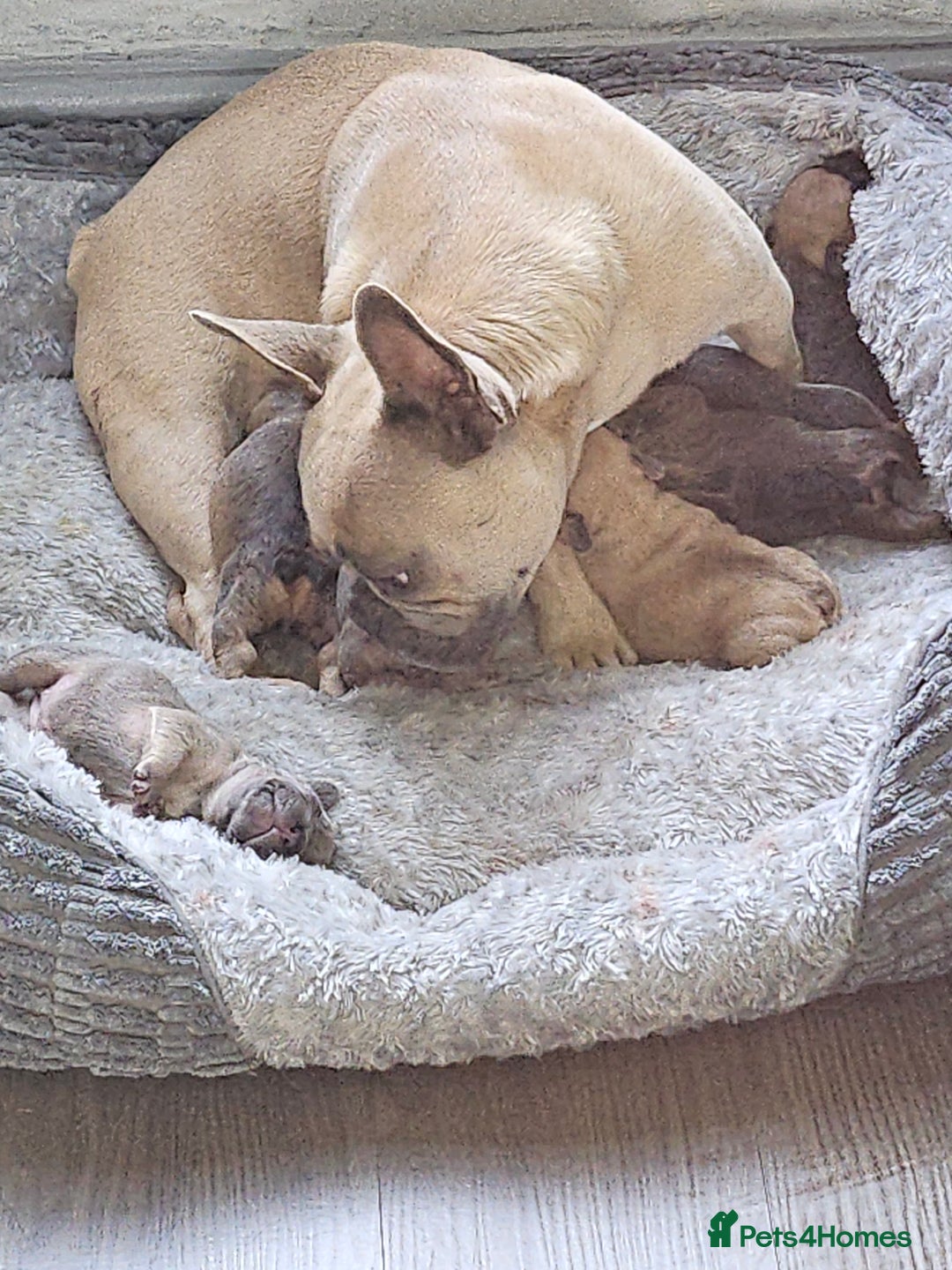 French Bulldog dogs for sale: Gorgeous french bulldogs - Image 8