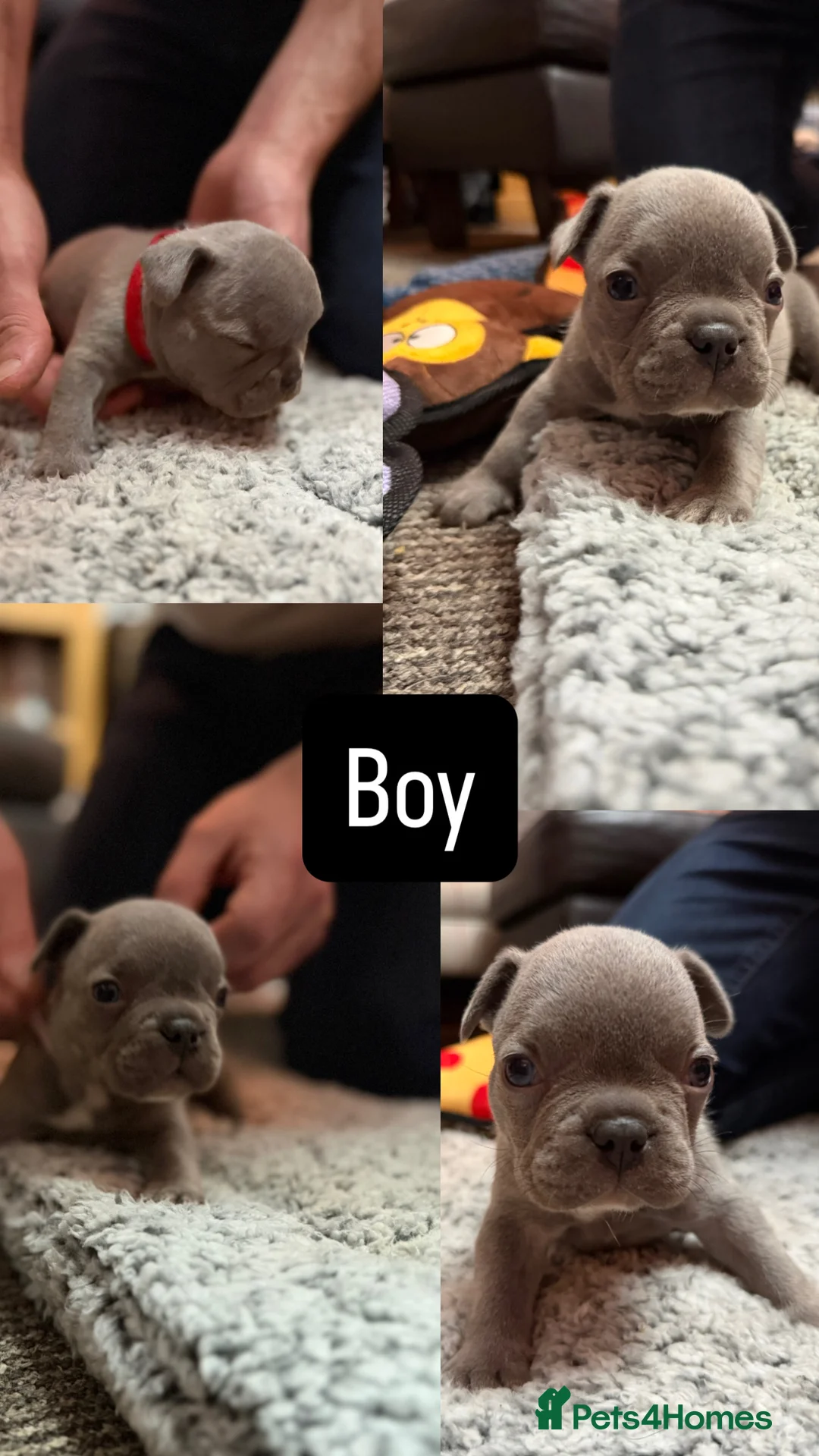 French Bulldog dogs for sale: KC Reg French Bulldog Pups  - Advert 2