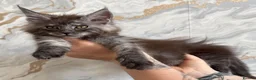 Maine Coon cats for sale: Stunning Maine Coon Kittens TICA Registered - Advert 36